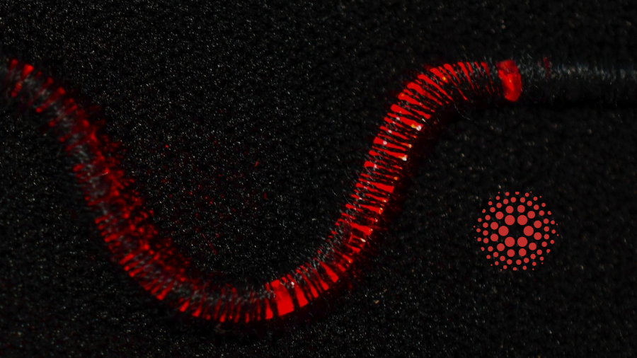 NSIN Alumni Spotlight: Organic Robotics (Llume)